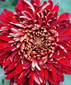 Chrysanthemums Chinese Flower Diamond Paintings