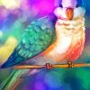 Colorful Quaker Parrot Diamond Paintings