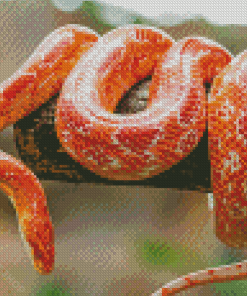 Hypomelanistic Con Snake Diamond Paintings