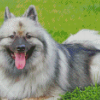 Keeshond Dog Diamond Paintings