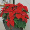 Poinsettia Plant Diamond Paintings