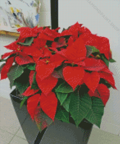 Poinsettia Plant Diamond Paintings