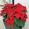 Poinsettia Plant Diamond Paintings