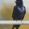 Purple Martin Diamond Paintings