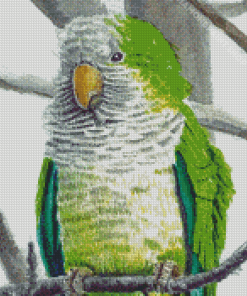 Quaker Parrot Diamond Paintings