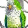 Quaker Parrot Diamond Paintings