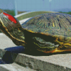 Red Eared Slider Diamond Paintings