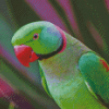 Ringneck Parrot Diamond Paintings