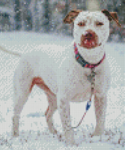 White Staffy Dog In Snow Diamond Paintings