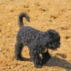 Aesthetic Black Poodle Puppy Diamond Paintings