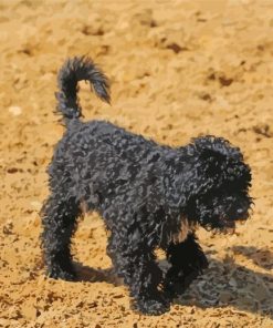 Aesthetic Black Poodle Puppy Diamond Paintings