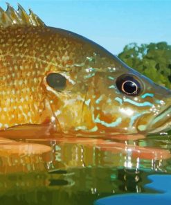 Aesthetic Bluegilll Fish Diamond Paintings