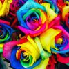 Aesthetic Rainbow Roses Art Diamond Paintings