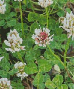 Aesthetic White Clover Diamond Paintings