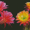 Aesthetic Pink And Yellow Flowers On Cactuses Diamond Paintings