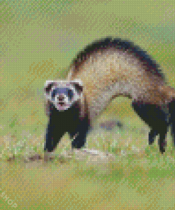 Aesthetic Polecat Diamond Paintings