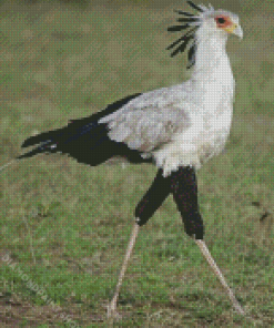 Aesthetic The Secretarybird Diamond Paintings