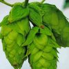 Beautiful Hop Plant Diamond Paintings