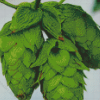 Beautiful Hop Plant Diamond Paintings