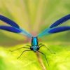 Blue Damsel Fly Diamond Paintings