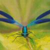 Blue Damsel Fly Diamond Paintings