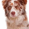 Brown Border Collie Dog Diamond Paintings