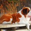 Brown St Bernard Dog Diamond Paintings