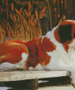 Brown St Bernard Dog Diamond Paintings