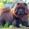 Brown Chow Chow Diamond Paintings