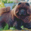 Brown Chow Chow Diamond Paintings