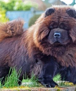 Brown Chow Chow Diamond Paintings