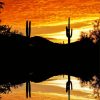 Cactus Sunset Reflection Diamond Paintings