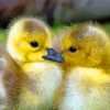 Canada Geese Goslings Diamond Paintings