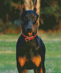 Cool Dobermann Diamond Paintings