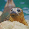 Cute Harbor Seal Diamond Paintings