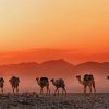 Ethiopian Desert Camels Diamond Paintings