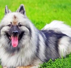 Keeshond Dog Diamond Paintings