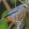 Abyssinian Catbird Diamond Paintings