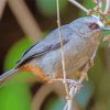 Abyssinian Catbird Diamond Paintings