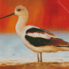 American Avocet Bird Diamond Paintings