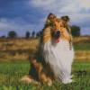 Cute Rough Collie Diamond Paintings