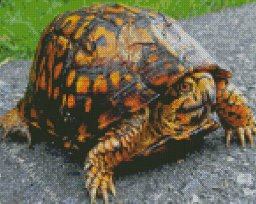 Eastern Box Turtle Diamond Paintings