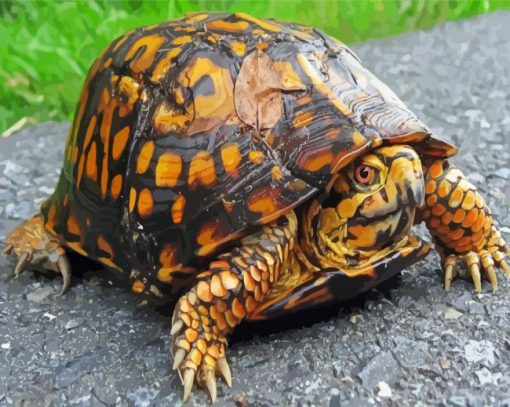 Eastern Box Turtle Diamond Paintings