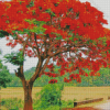 Flamboyant Tree Diamond Paintings