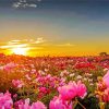 Flower Garden At Sunset Diamond Paintings