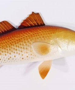 Redfish Drum Diamond Paintings