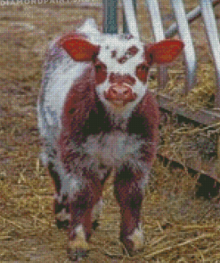 Shorthorn Calf Diamond Paintings