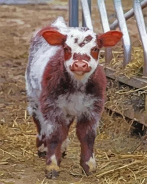 Shorthorn Calf Diamond Paintings