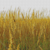 Tall Grass On A Windy Day Diamond Paintings