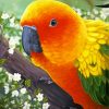 Beautiful Sun Conure Art Diamond Paintings